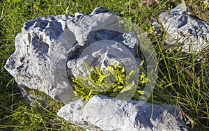 Flora of Cantabria - Asplenium marinum