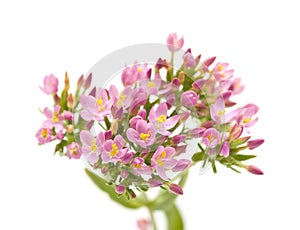 Centaurium erythraea , common centaury