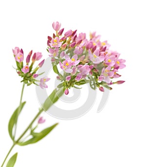 Centaurium erythraea , common centaury