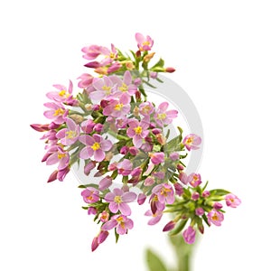 Centaurium erythraea , common centaury