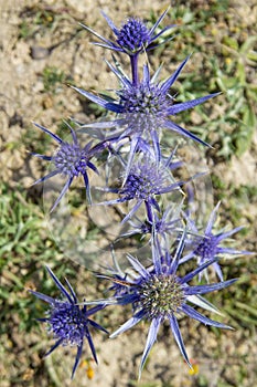 Flora of Cantabria - Eryngium bourgatii