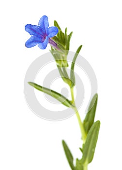 Flora of Cantabria - Lithodora diffusa