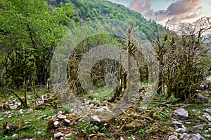 Flora of the Caucasus Mountain Gorge