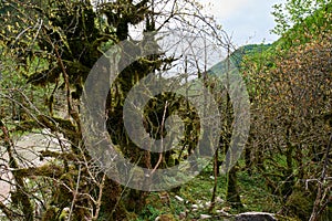 Flora of the Caucasus Mountain Gorge