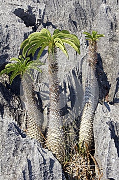 Flora on cliff, Tsingy de Bemaraha National Park, Melaki, Madagascar