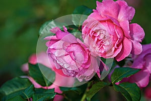 Flora Colonia rose Kolner Flora pink shrub rose blooming in the garden