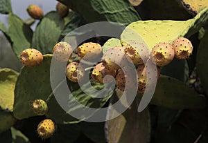 Flora de Gran Canaria - Opuntia maxima plant, introduced and invasive photo