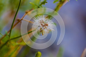 Flora della macchia mediterranea in puglia