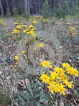 Flora in East Texas Wildflowers 001