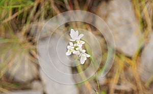 Flora of El Garraf natural park, Barcelona