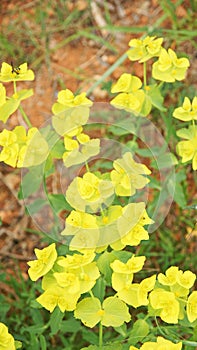 Flora of El Garraf natural park, Barcelona