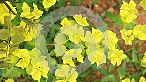 Flora of El Garraf natural park, Barcelona