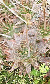 Flora of El Garraf natural park, Barcelona