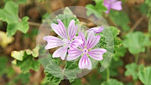 Flora of El Garraf natural park, Barcelona