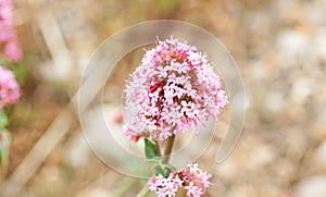 Flora of El Garraf natural park, Barcelona