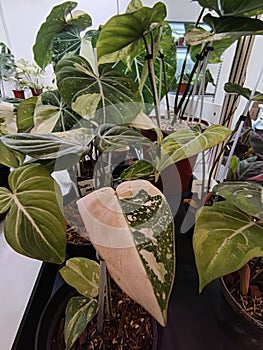 Flora exhibition - diferential plants