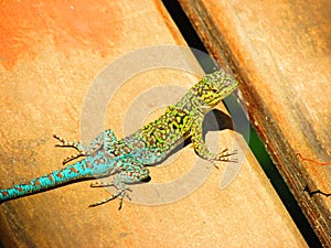 Flora and fauna of Chile: jewel lizard & x28;lagartija esbelta& x29; & x28;lioalemus tenuis& x29; . Nature photography photo