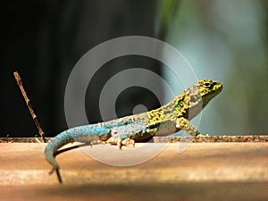 Flora and fauna of Chile: jewel lizard & x28;lagartija esbelta& x29; & x28;lioalemus tenuis& x29; . Nature photography photo