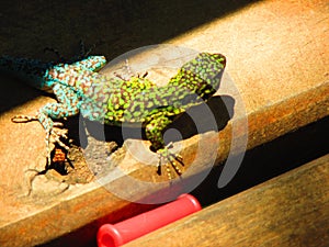 Flora and fauna of Chile: jewel lizard - lagartija esbelta - lioalemus tenuis Nature photography photo