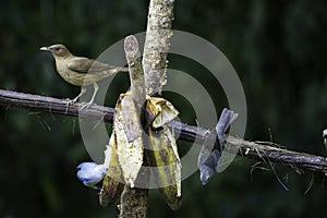 Flora and fauna in the country of Costa Rica, birds eating or posing for the photo