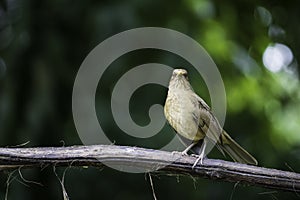 Flora and fauna in the country of Costa Rica, birds eating or posing for the photo