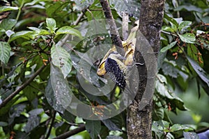 Flora and fauna in the country of Costa Rica, birds eating or posing for the photo