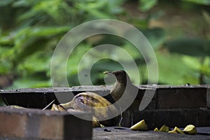 Flora and fauna in the country of Costa Rica, birds eating or posing for the photo