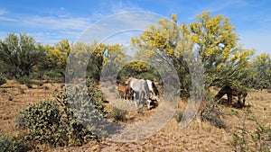 Flora And Fauna of The Desert