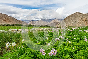 Flora and flower in Leh in summer, Leh, Ladakkh, India