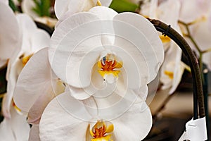 Flora Flowers White Phalaenopsis Orchid Pair Closeup