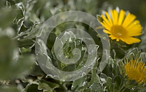 Flora of Fuerteventura - Asteriscus sericeus, the Canary Island daisy