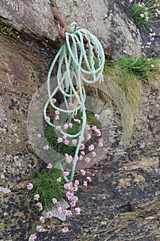 Flora And Function - Rope and Sea Thrift On The Rocks in Cornwall , UK