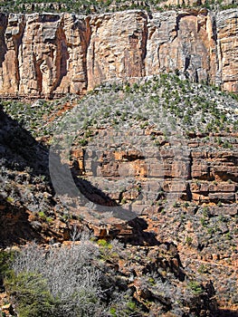 Flora and geology along the base of the Grand Canyon