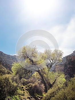 Flora and geology along the base of the Grand Canyon