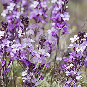 Flora of Gran Canaria - abundant flowering of Erysimum albescens