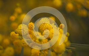 Flora of Gran Canaria - Acacia saligna, golden wreath wattle, introduced and invasive species