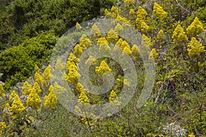 Flora of Gran Canaria - Aeonium arboreum photo