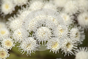 Flora of Gran Canaria - Ageratina adenophora