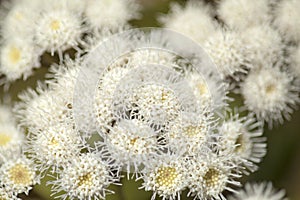 Flora of Gran Canaria - Ageratina adenophora