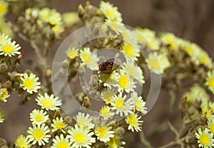 Flora of Gran Canaria - Andryala integrifolia