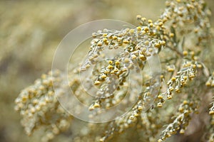 .Flora of Gran Canaria - Artemisia thuscula photo