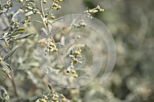 Flora of Gran Canaria - Artemisia thuscula, canarian wormwood photo