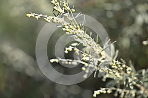 Flora of Gran Canaria - Artemisia thuscula, canarian wormwood photo