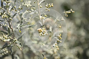 Flora of Gran Canaria - Artemisia thuscula, canarian wormwood photo