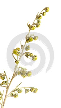 Flora of Gran Canaria - Artemisia thuscula photo