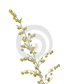 Flora of Gran Canaria - Artemisia thuscula photo