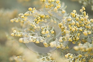 Flora of Gran Canaria -  Artemisia thuscula photo