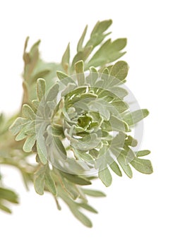Flora of Gran Canaria - Artemisia thuscula photo