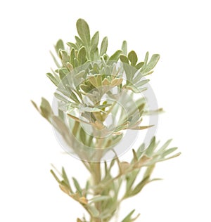 Flora of Gran Canaria - Artemisia thuscula photo