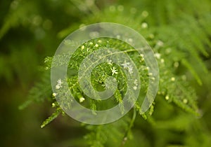 Flora of Gran Canaria -  Asparagus setaceus, commonly known as common asparagus fern,  garden escape on Canary Islands